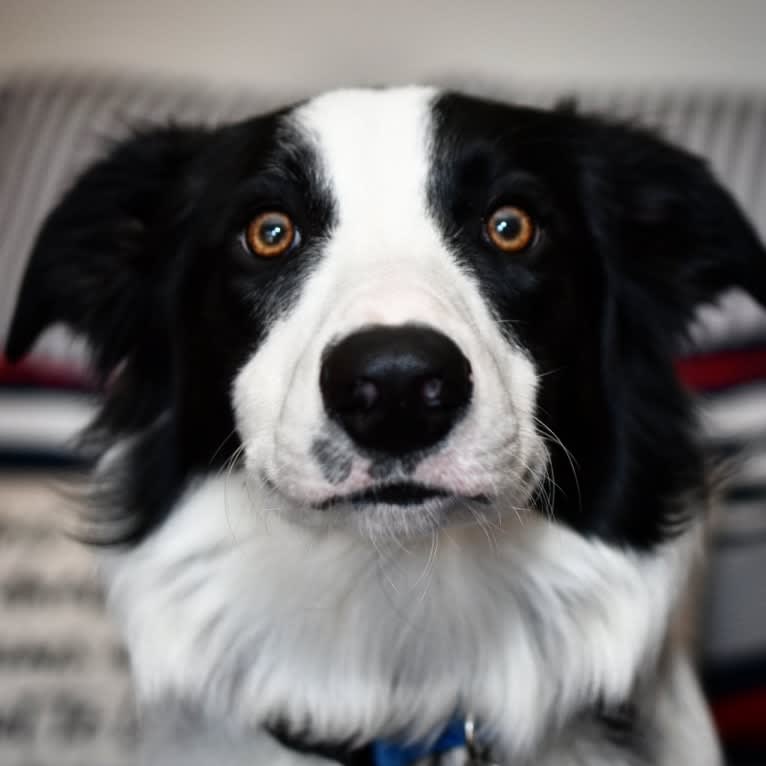 Felix Jager, a Border Collie and Australian Shepherd mix tested with EmbarkVet.com