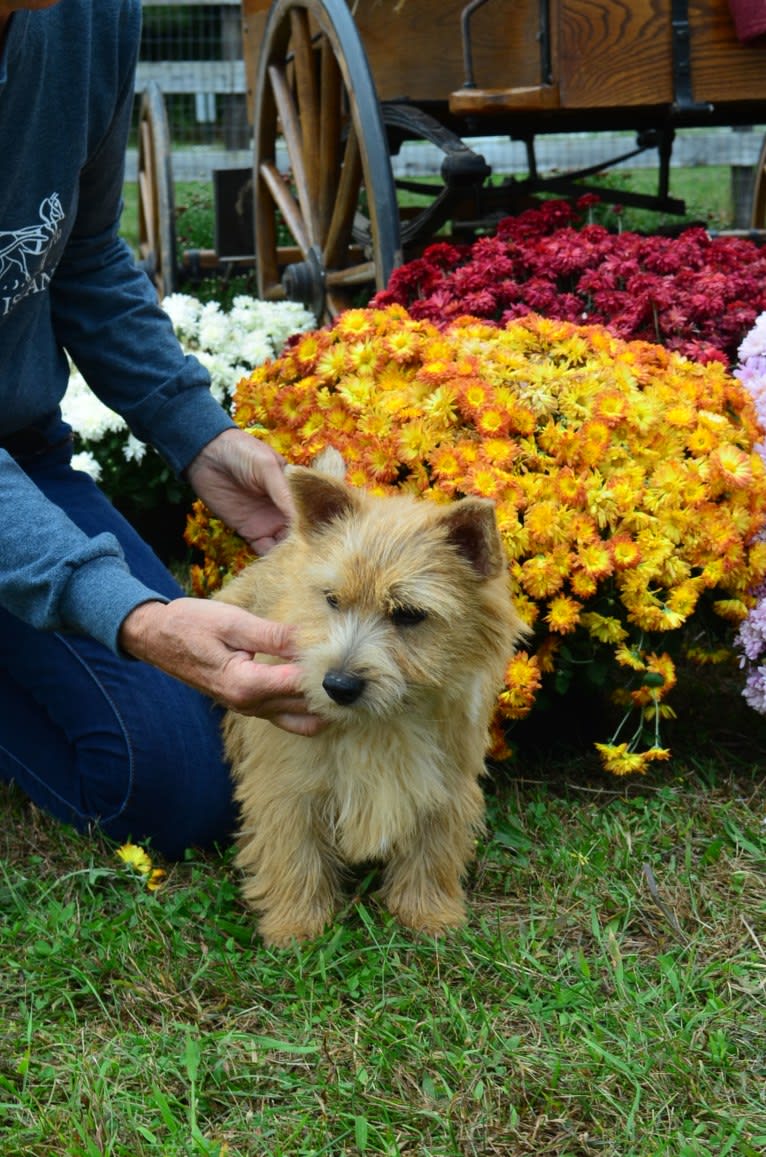 Lucy, a Norwich Terrier tested with EmbarkVet.com