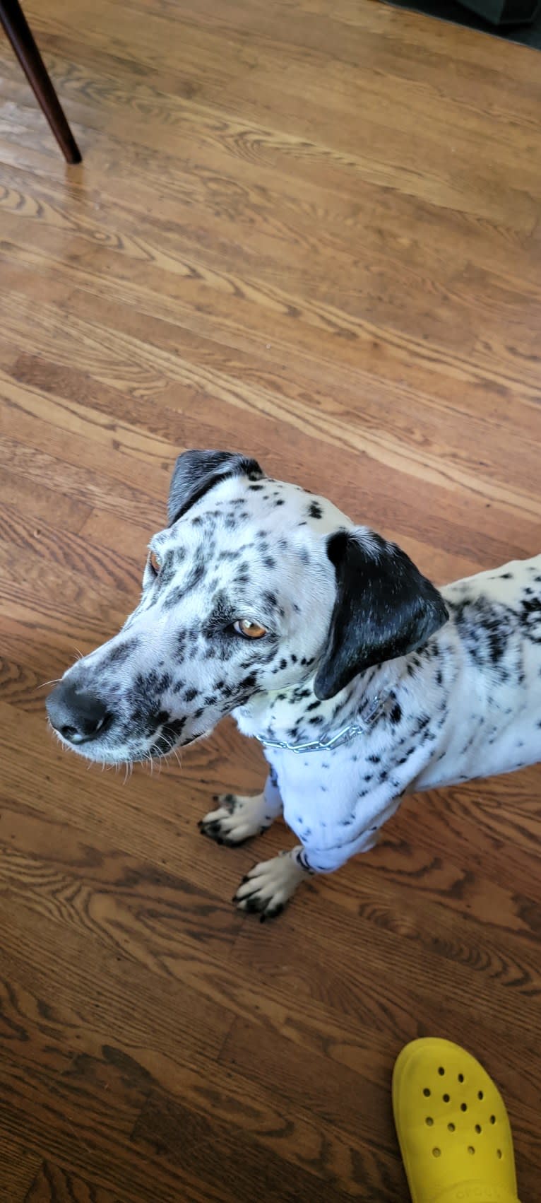 Khaleesi, a Dalmatian and German Shorthaired Pointer mix tested with EmbarkVet.com