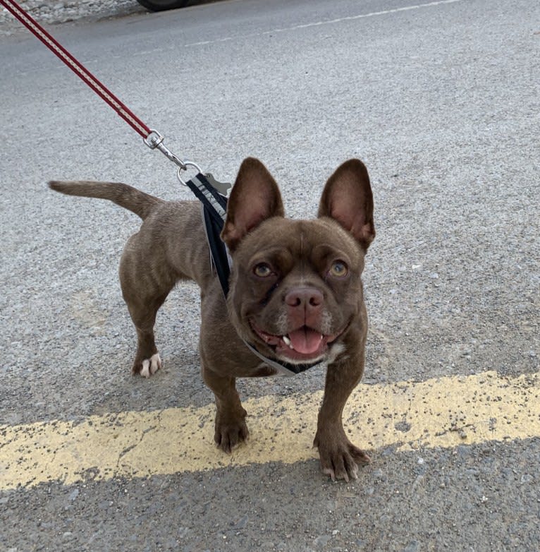 Kiki, a French Bulldog and Chihuahua mix tested with EmbarkVet.com