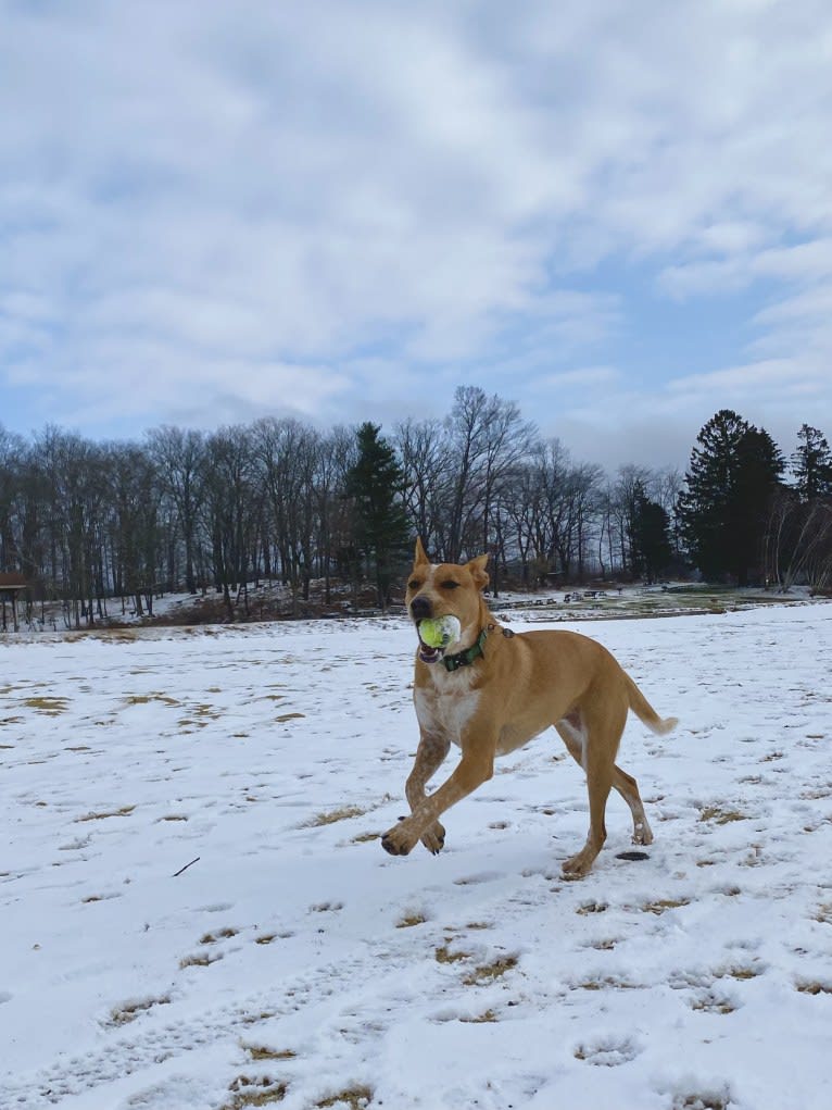 Annie, an Australian Cattle Dog and American Pit Bull Terrier mix tested with EmbarkVet.com