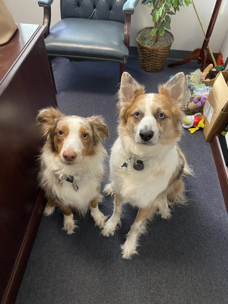 Harrison, an Australian Shepherd and Border Collie mix tested with EmbarkVet.com