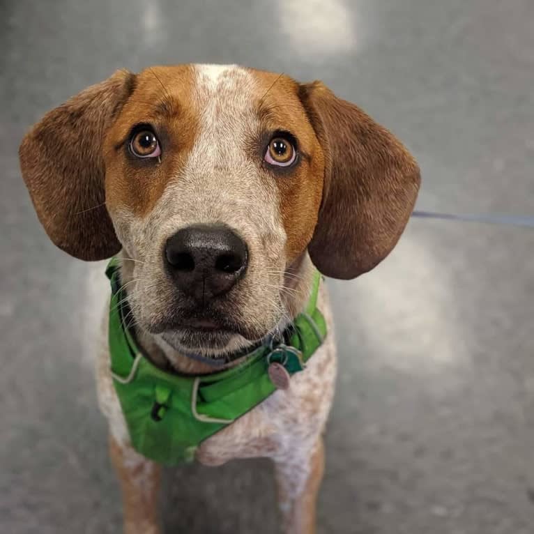 Tuco, a Bluetick Coonhound and American Pit Bull Terrier mix tested with EmbarkVet.com