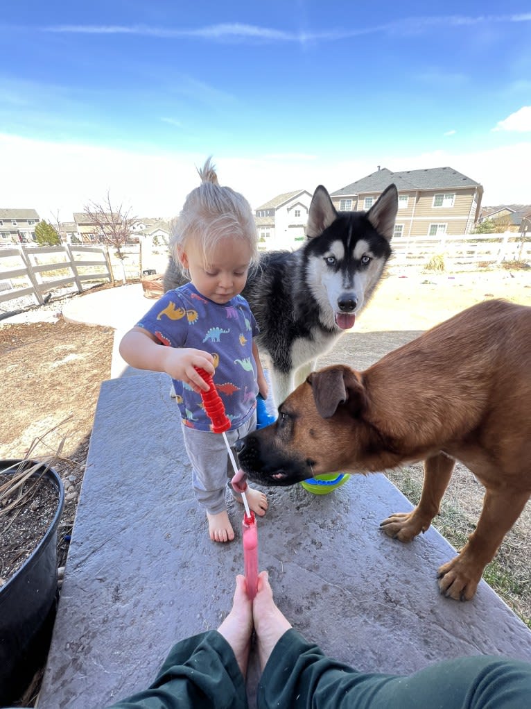 Drake Flynn, a Siberian Husky tested with EmbarkVet.com