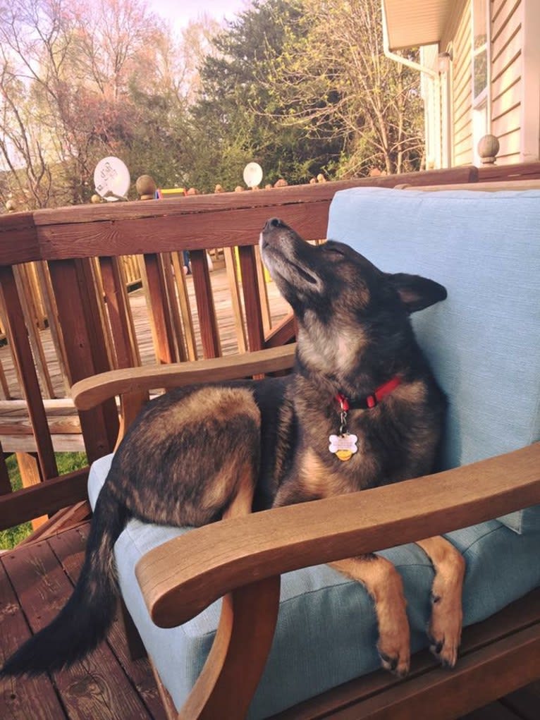 Brutus, a Norwegian Elkhound and Australian Cattle Dog mix tested with EmbarkVet.com