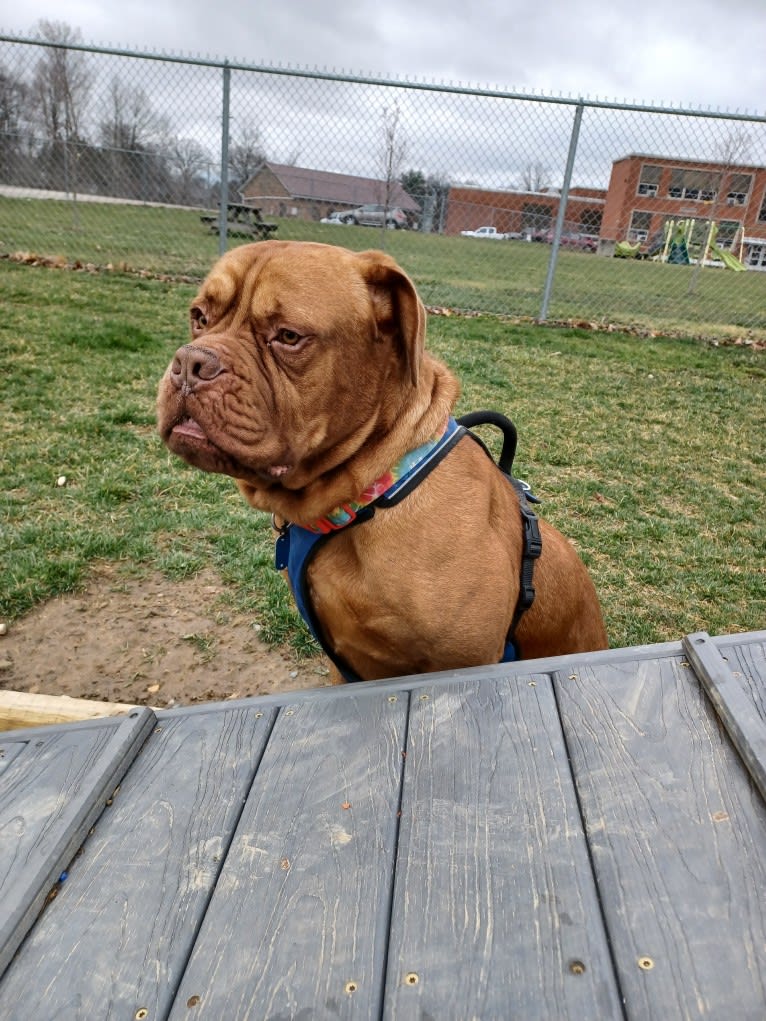 Brutis II, a Dogue de Bordeaux tested with EmbarkVet.com