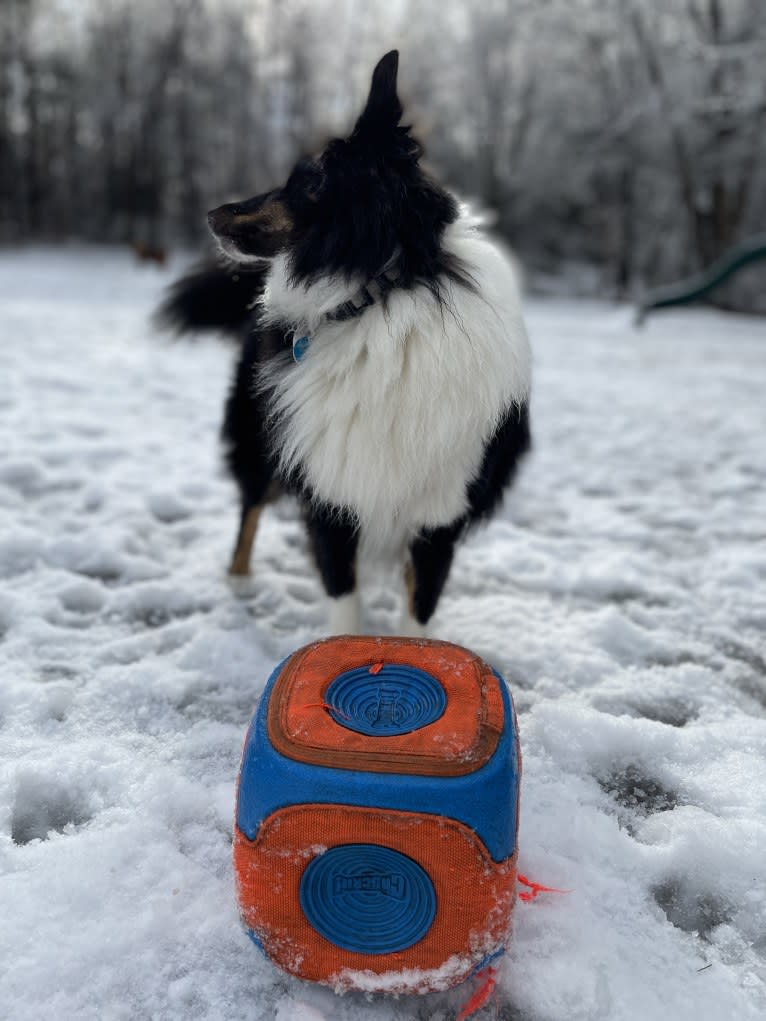 Whiskey Cash Adams, a Shetland Sheepdog tested with EmbarkVet.com