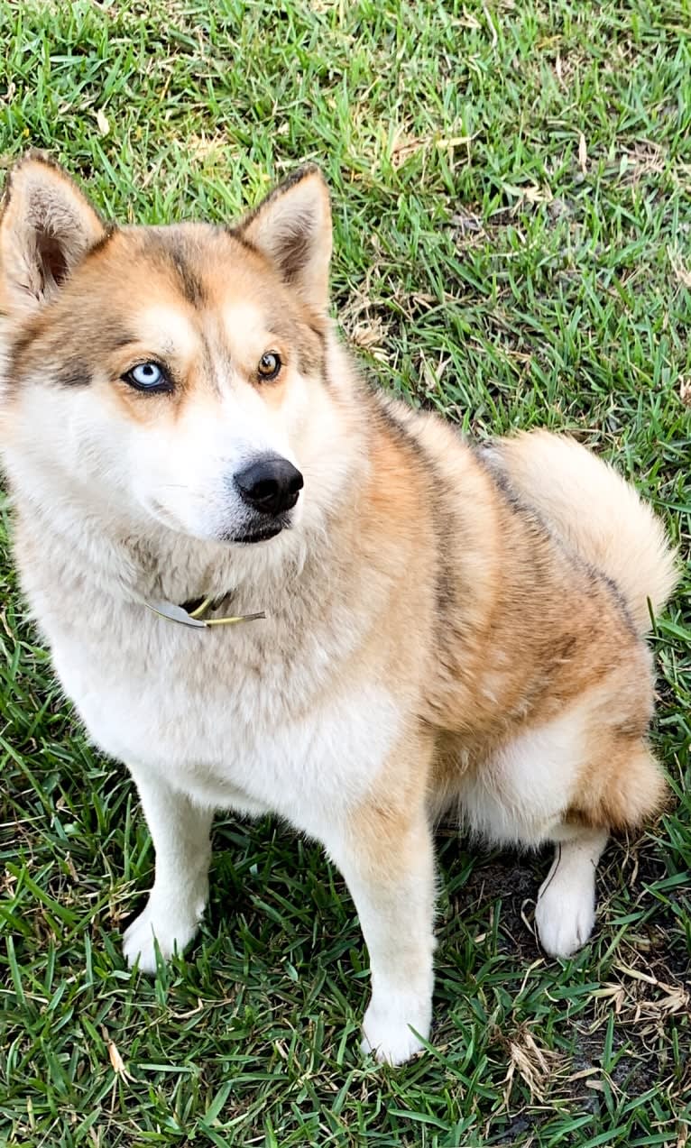 Yuma, a Siberian Husky tested with EmbarkVet.com