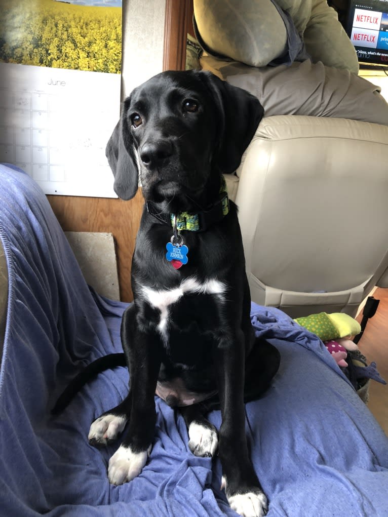 Huck, a German Shorthaired Pointer and Golden Retriever mix tested with EmbarkVet.com