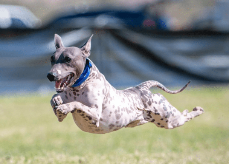 Rawhide, an American Hairless Terrier tested with EmbarkVet.com