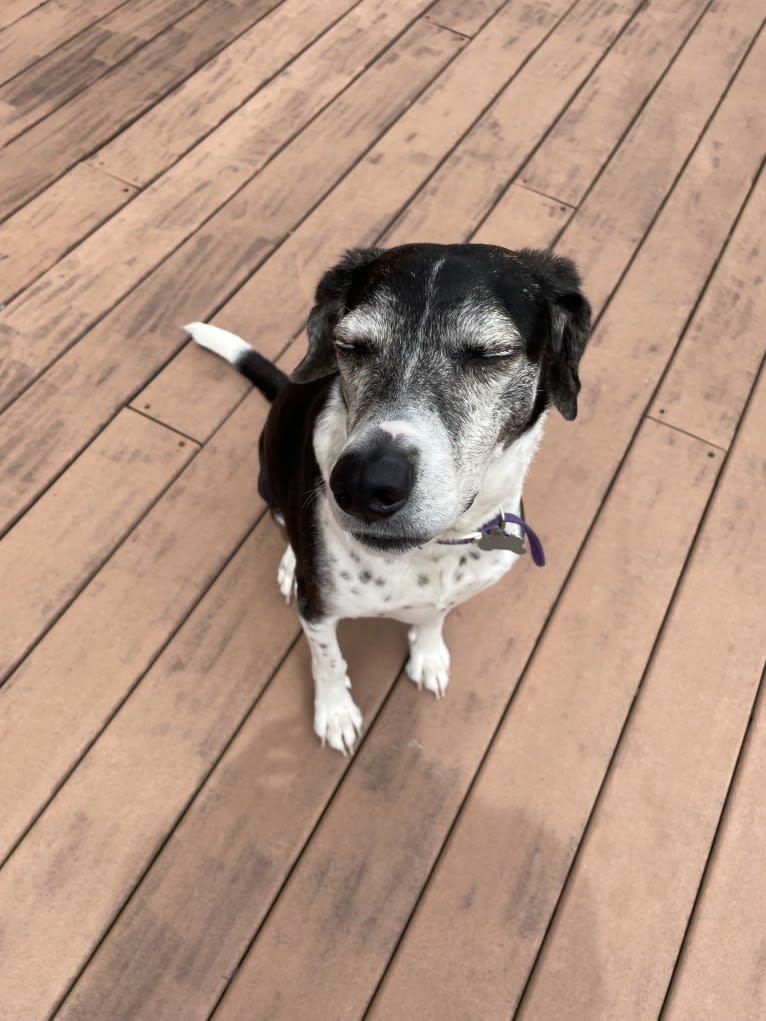 Jasper, a Mountain Cur tested with EmbarkVet.com