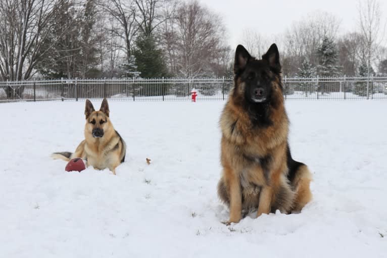 Maya, a German Shepherd Dog tested with EmbarkVet.com