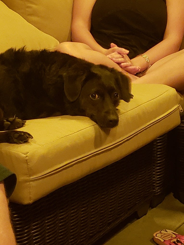 Photo of Lucy, a Rat Terrier, Labrador Retriever, Cocker Spaniel, and Mixed mix in Tennessee, USA