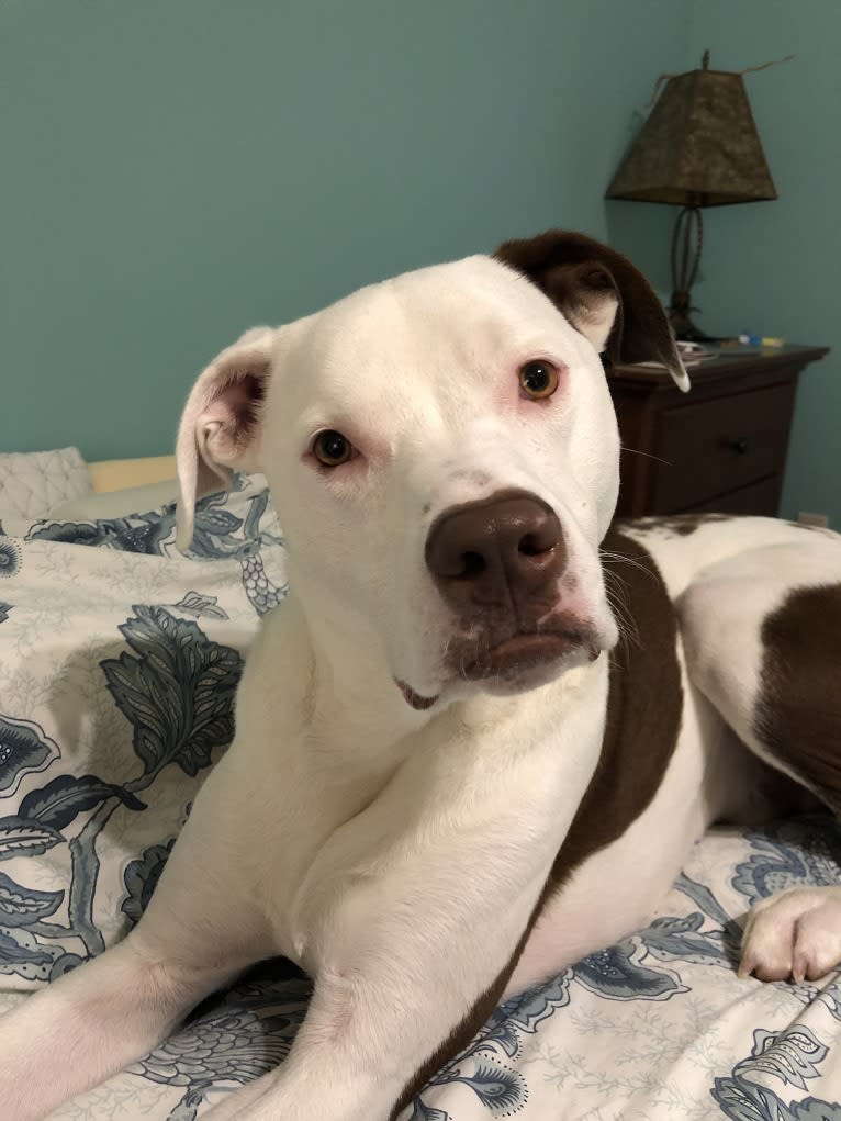 Chance, an American Pit Bull Terrier and Labrador Retriever mix tested with EmbarkVet.com