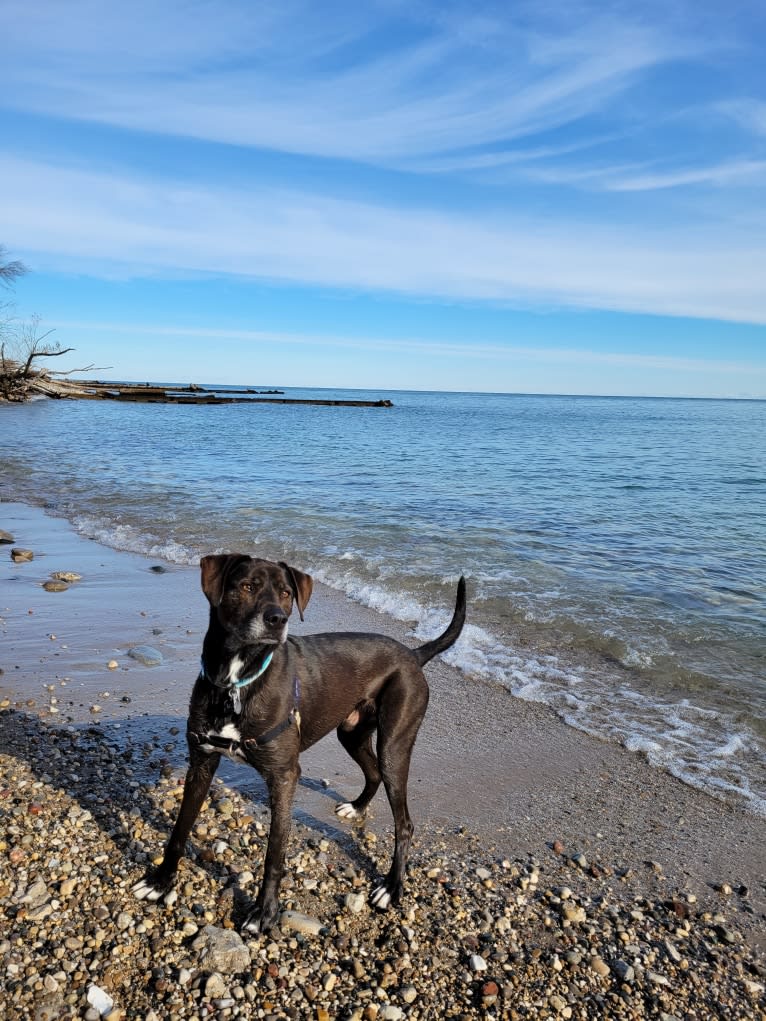 Moose, an American Pit Bull Terrier and Labrador Retriever mix tested with EmbarkVet.com