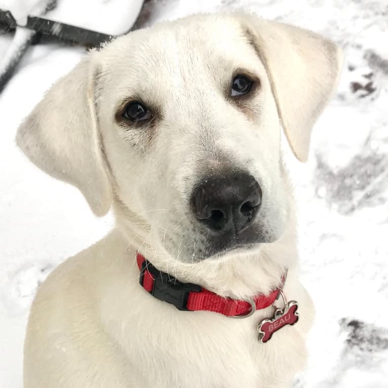 Beau, a Great Pyrenees and Golden Retriever mix tested with EmbarkVet.com