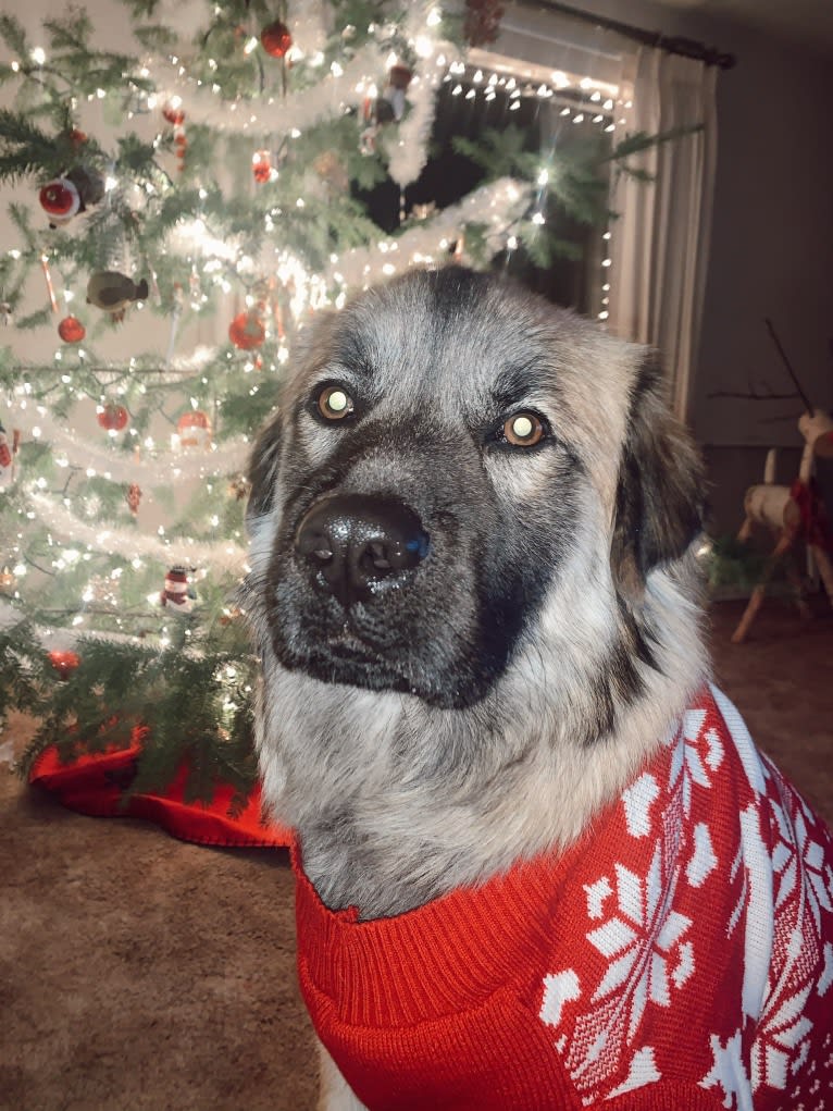 Kona, a Great Pyrenees and American Pit Bull Terrier mix tested with EmbarkVet.com