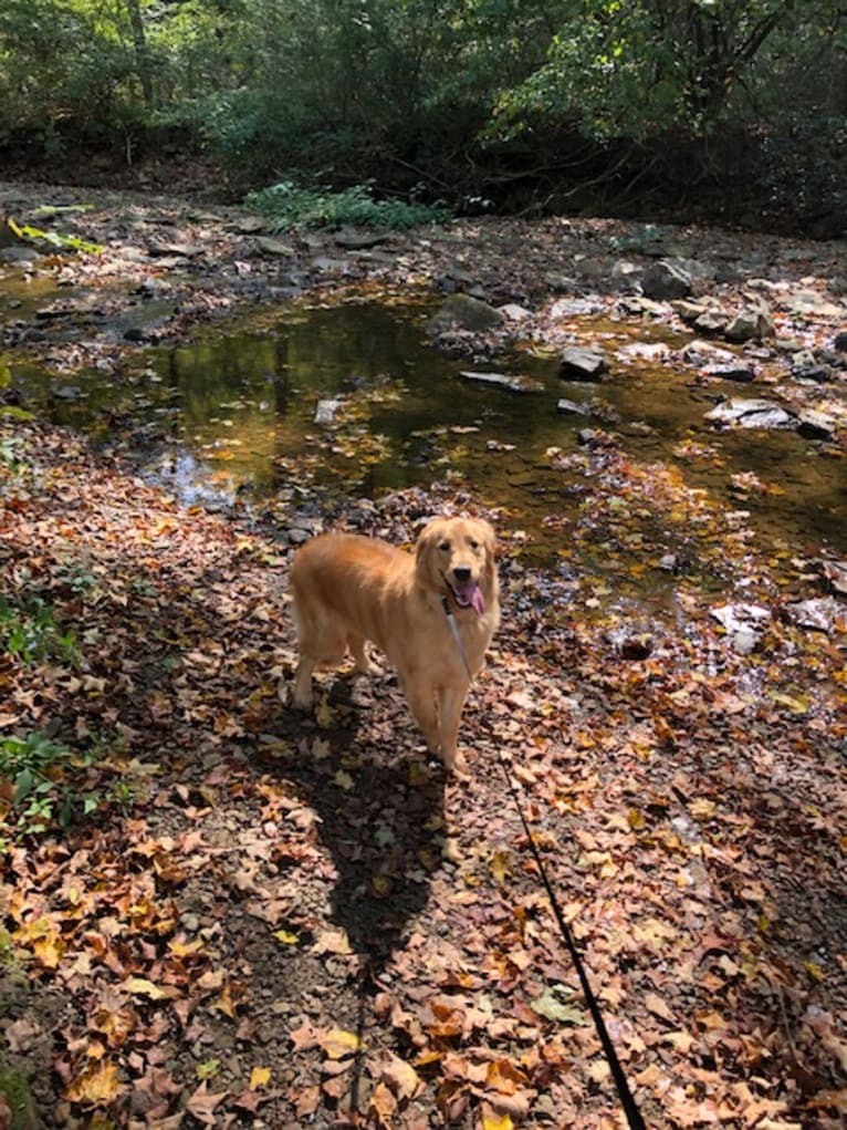 Layla, a Golden Retriever tested with EmbarkVet.com