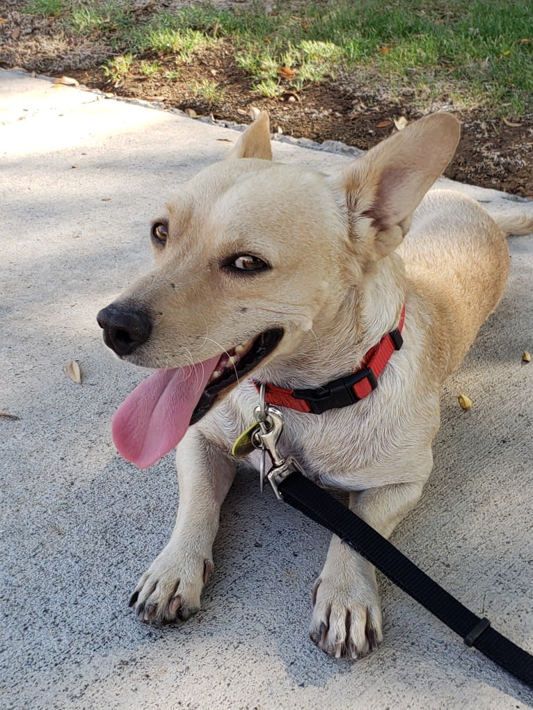 Swivel, a Chihuahua and Poodle (Small) mix tested with EmbarkVet.com