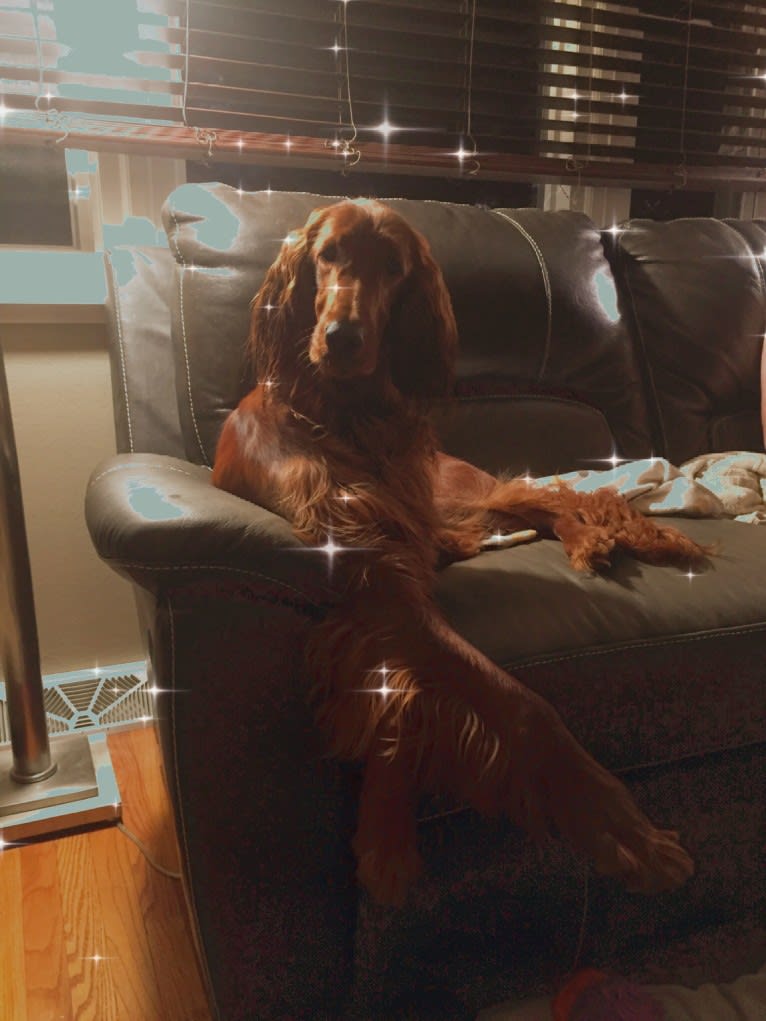 Meara, an Irish Setter tested with EmbarkVet.com