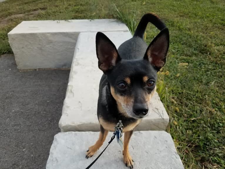 Petey, a Miniature Pinscher and Chihuahua mix tested with EmbarkVet.com