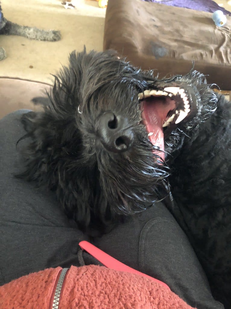 Leopold, a Newfypoo tested with EmbarkVet.com