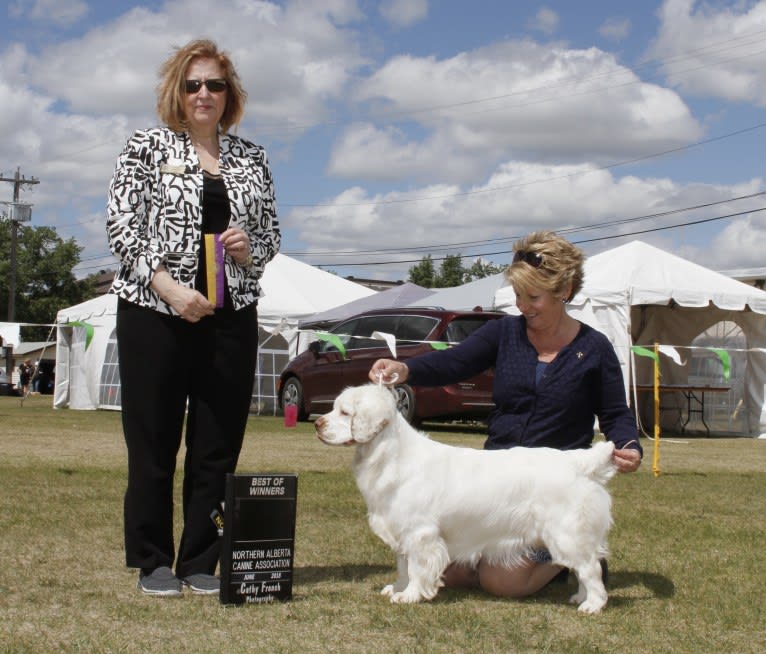 Bumble, a Clumber Spaniel tested with EmbarkVet.com