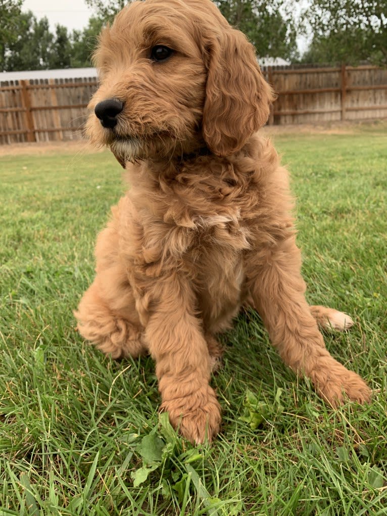 Black Collar, a Goldendoodle tested with EmbarkVet.com