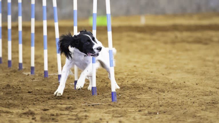 Tag, an English Springer Spaniel tested with EmbarkVet.com