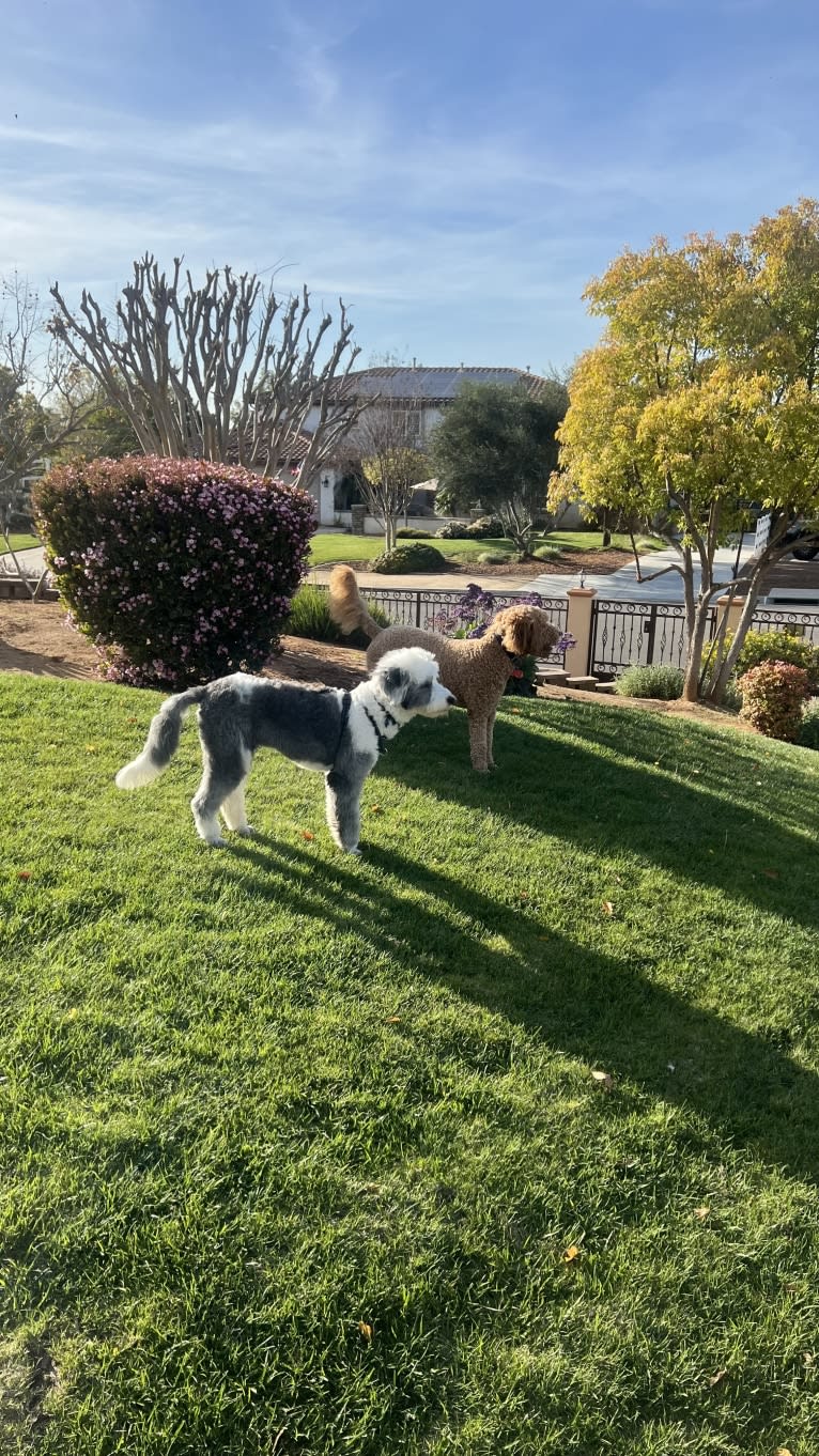 Harley, an Old English Sheepdog tested with EmbarkVet.com