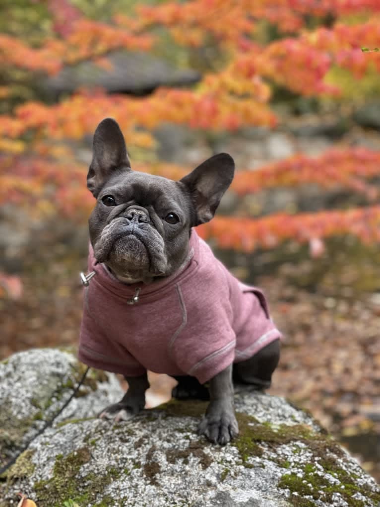 Gianna, a French Bulldog tested with EmbarkVet.com