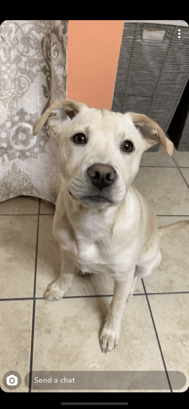 moose, an American Pit Bull Terrier and Labrador Retriever mix tested with EmbarkVet.com