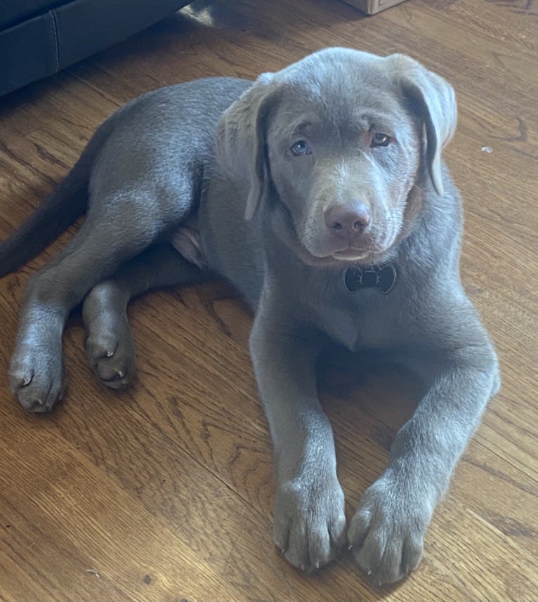 Uncanny Silver Havok, a Labrador Retriever tested with EmbarkVet.com