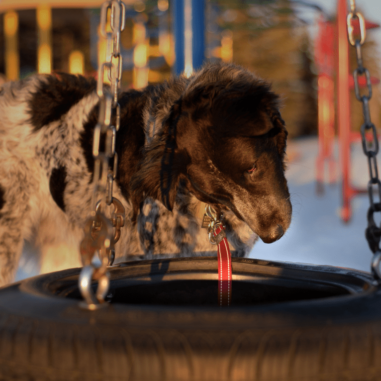 Hermes, an Australian Cattle Dog and Maremma Sheepdog mix tested with EmbarkVet.com