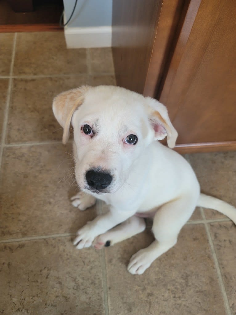 Wesley, a Boxer and German Shepherd Dog mix tested with EmbarkVet.com