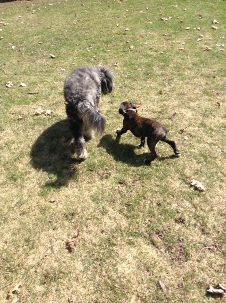 Murray, a Boxer tested with EmbarkVet.com