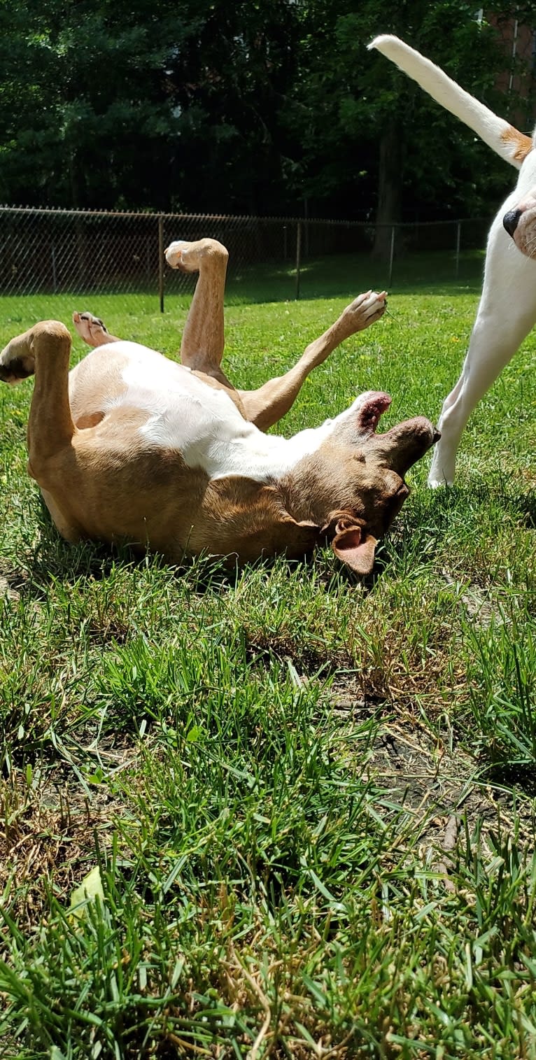 Buttercup, an American Pit Bull Terrier and Labrador Retriever mix tested with EmbarkVet.com