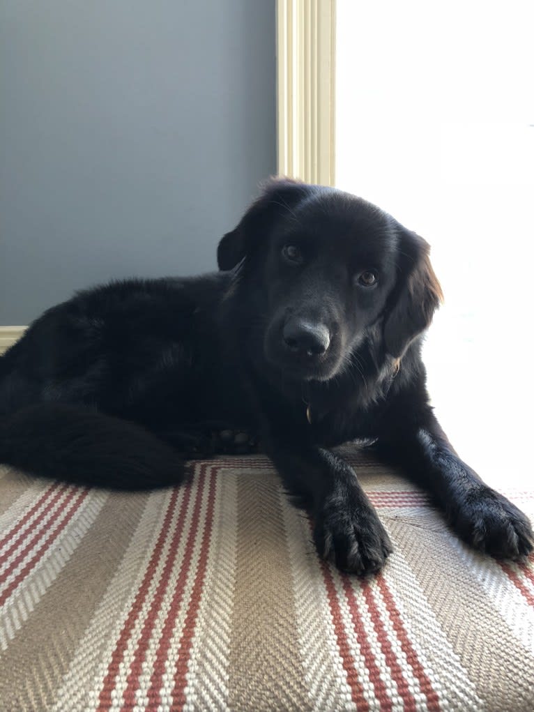 Milo, a Flat-Coated Retriever and Border Collie mix tested with EmbarkVet.com