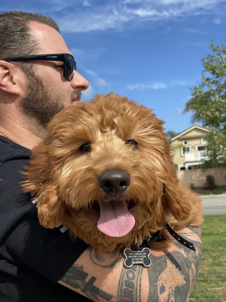 Noel, a Goldendoodle tested with EmbarkVet.com