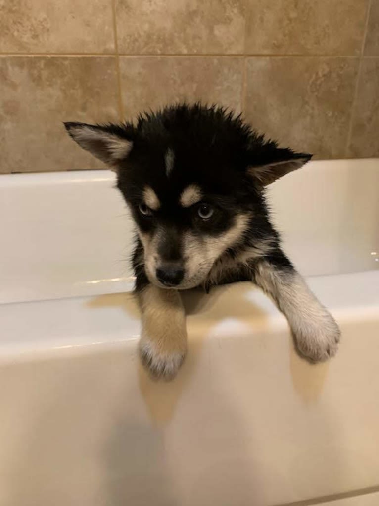 Skye, a Pomsky tested with EmbarkVet.com