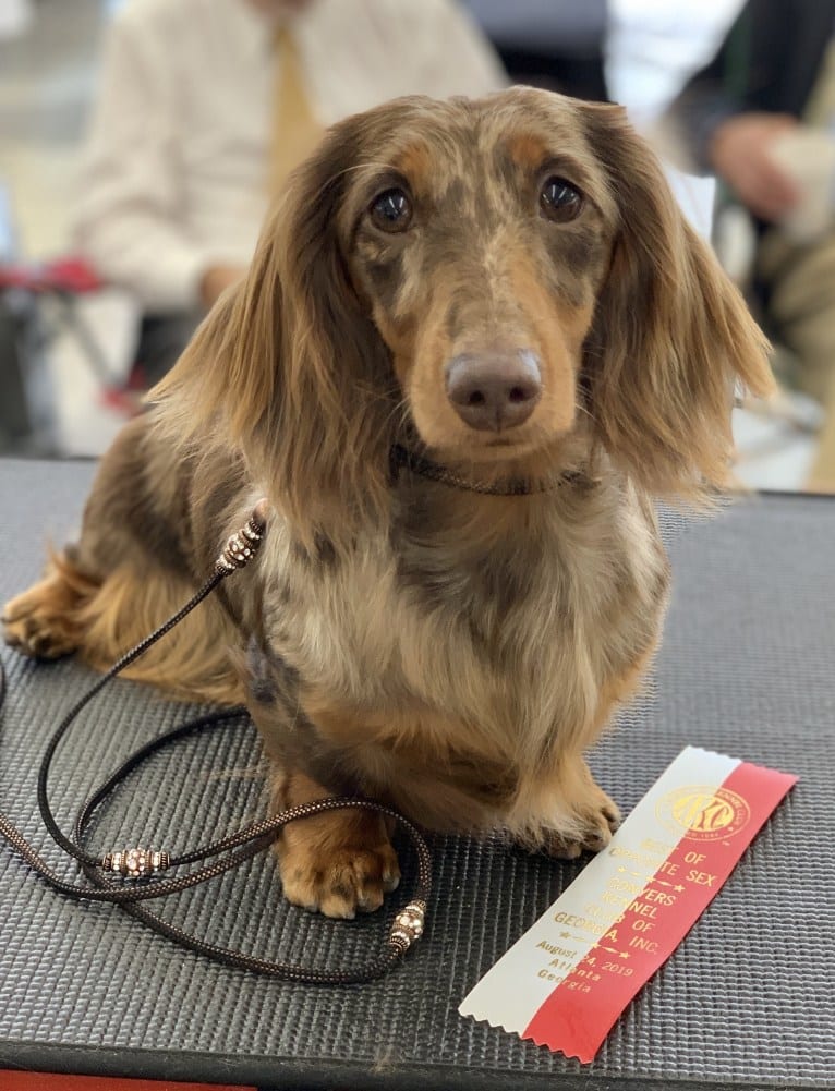 Sophie ROM, a Dachshund tested with EmbarkVet.com