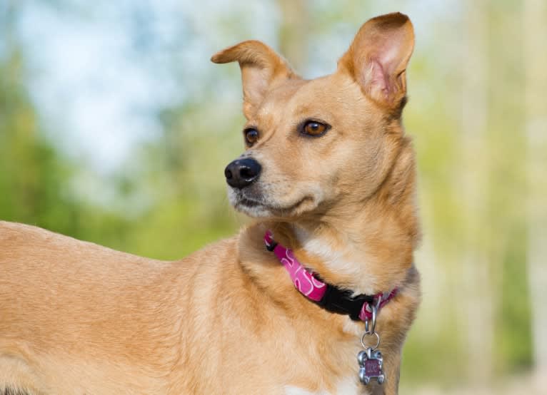 Zoe, an Australian Cattle Dog and Rat Terrier mix tested with EmbarkVet.com