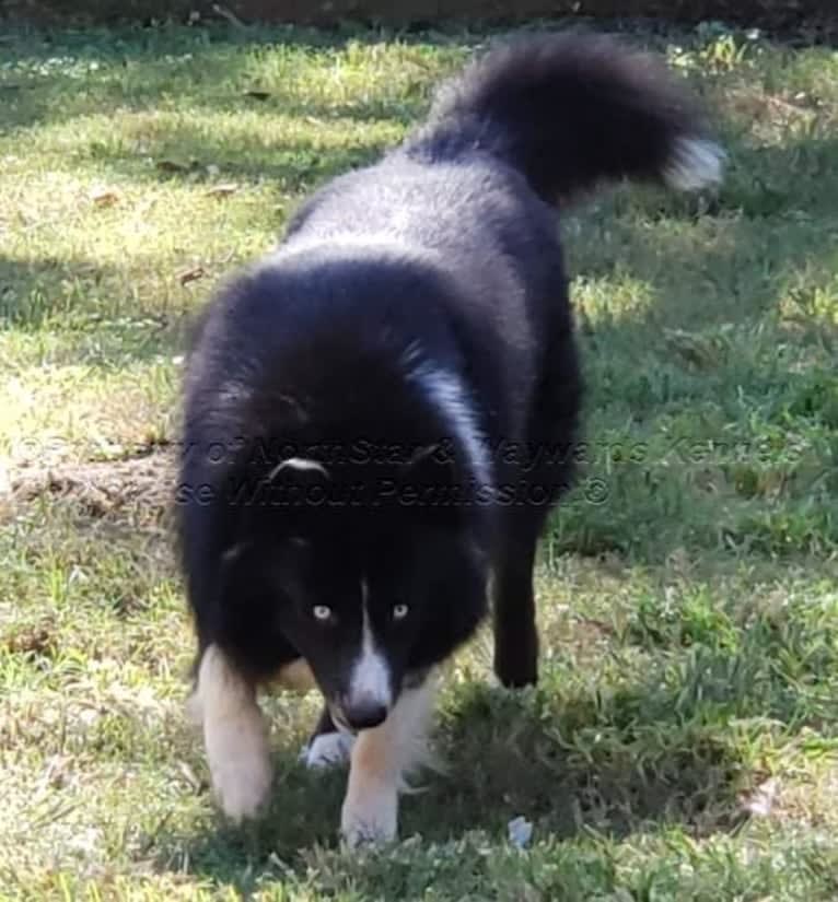 Racer, a Yakutian Laika and Siberian Husky mix tested with EmbarkVet.com