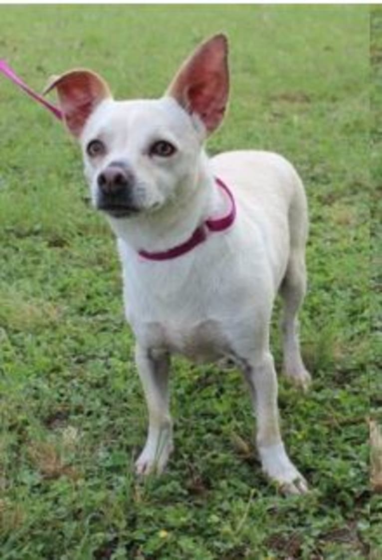 Olaf, a Chihuahua (10.0% unresolved) tested with EmbarkVet.com