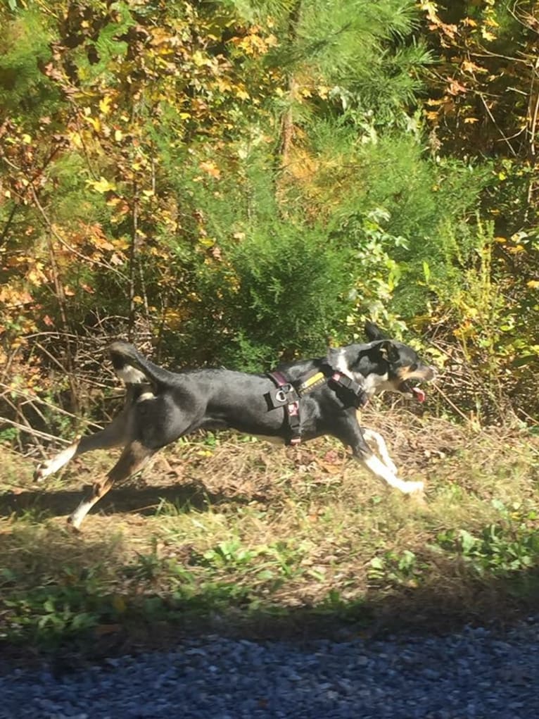 Gypsy, a Siberian Husky and American Pit Bull Terrier mix tested with EmbarkVet.com