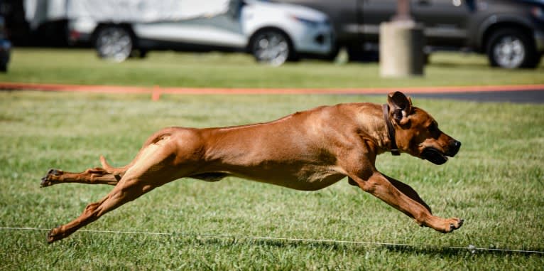 Hughie, a Rhodesian Ridgeback tested with EmbarkVet.com