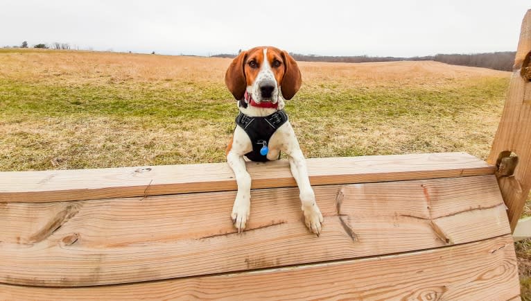 Murphy, a Treeing Walker Coonhound tested with EmbarkVet.com