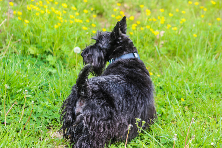 Max, a Scottish Terrier tested with EmbarkVet.com