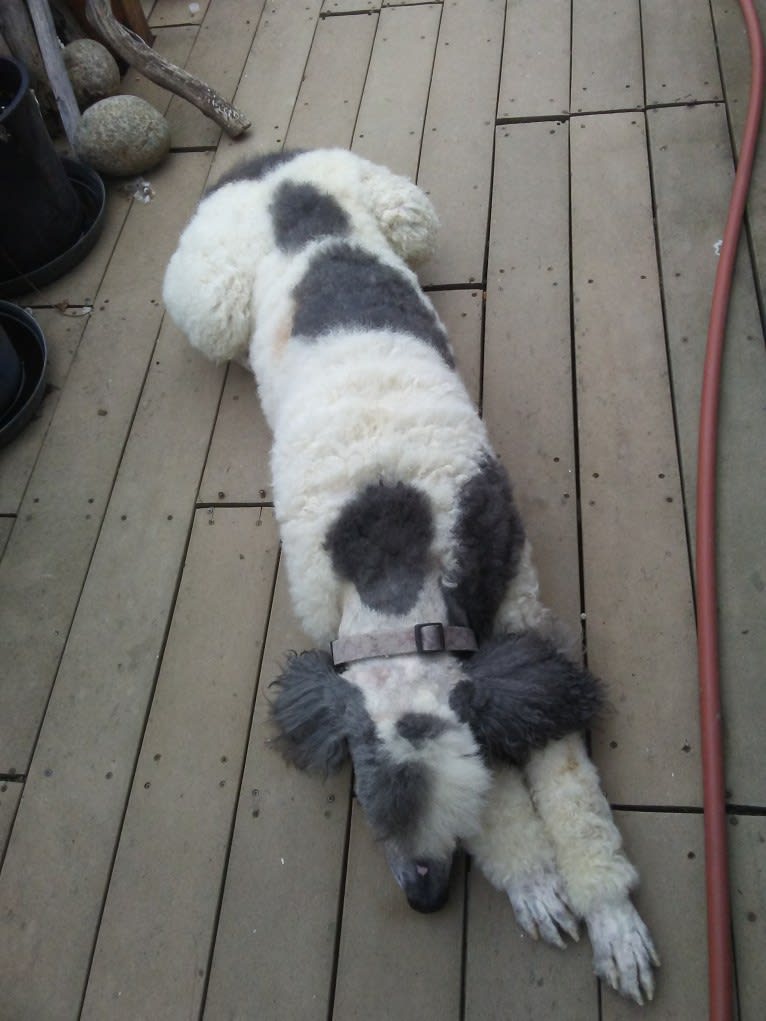 ENZO, a Poodle (Standard) tested with EmbarkVet.com