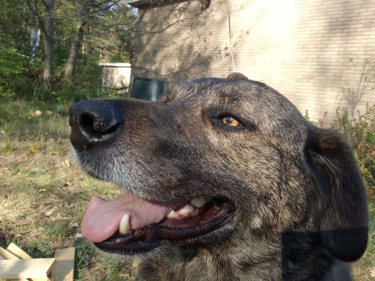 Emrys, an Eastern European Village Dog tested with EmbarkVet.com